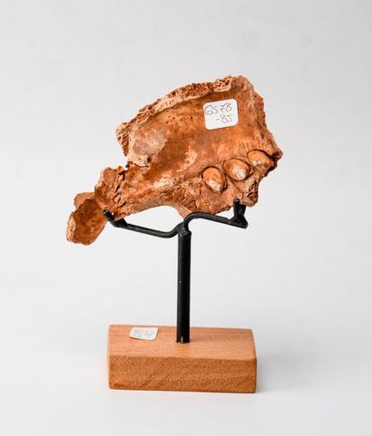 Fossile de mâchoire supérieur d'un morse....