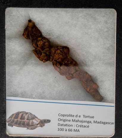Coprolithe de tortue de Madagascar