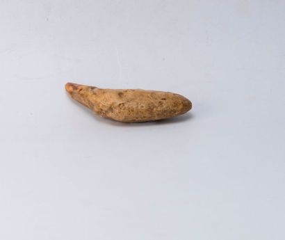 Canine d'ours des caverne. L : 12 cm.