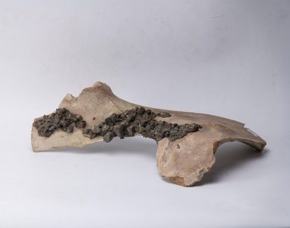 Omoplate de Stegodon. Origine : Java. L :...