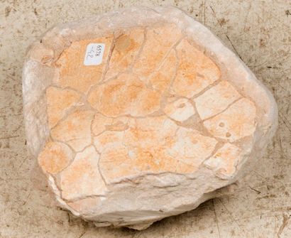 Lot de 2 pièces : carapace de tortue incomplète...
