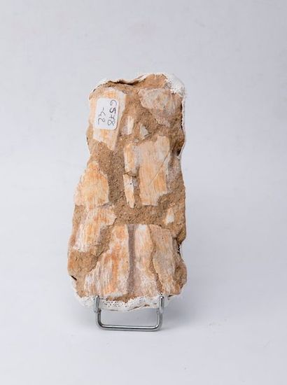 Lot de 2 pièces : carapace de tortue incomplète...
