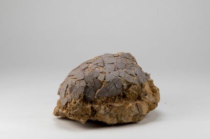Œuf de dinosaure. Espece :Caironoolithus...