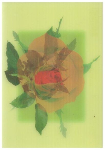 Carte postale. La rose dans tous ses états....