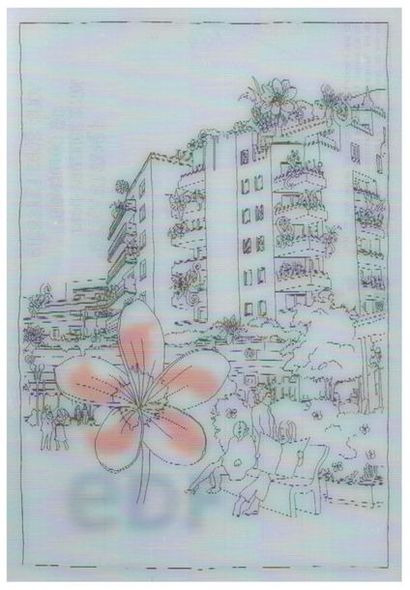 Carte postale. La rose dans tous ses états....