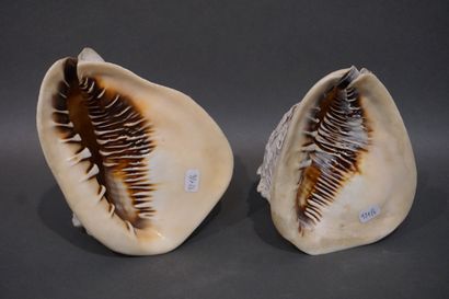 Deux coquillages sculptés en camée de scènes...