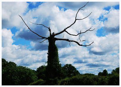 ArbreVIII “God Created Divine Beauty”
Print...