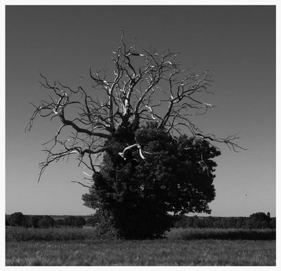 Tree IV
Print on Baryta Gloss photo paper,...