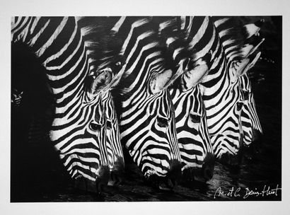 Zebras
Print on baryta photo paper, 25 x...