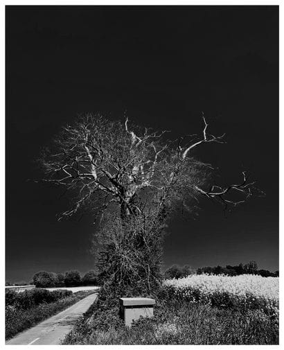 Tree 3
Print on baryta photo paper, 66.5...