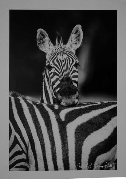 Zebras
Print on baryta photo paper, 37 x...