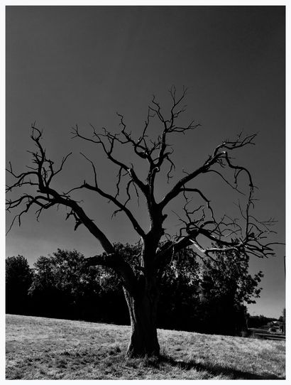Tree Vll
Print on Baryta Gloss photo paper,...