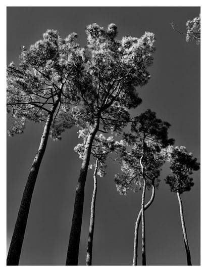 Tree 2
Print on Hahnemuhle photographic paper,...