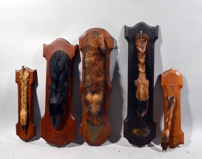 Four legs and a tail of honor mounted on...