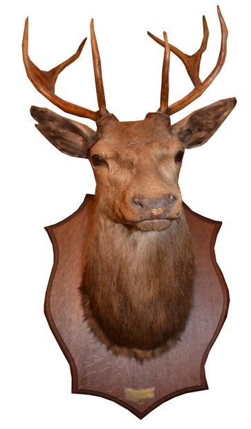 THOPHÉE DE CERF dix cors, monté sur un écusson...