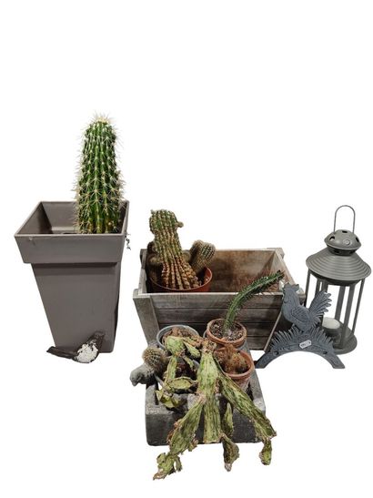 Réunion de décorations et cache-pots div...