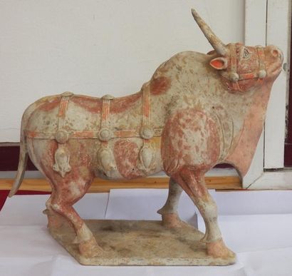 Buffle harnaché, en position de marche sur...