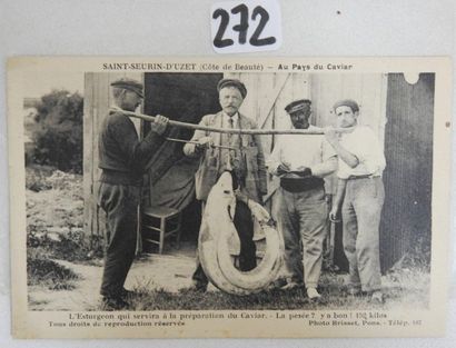 Au PAYS du CAVIAR - SAINT-SEURIN-D'UZET (17)

RARE...