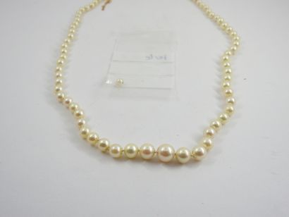 Necklace of pearls of culture in fall, clasp...