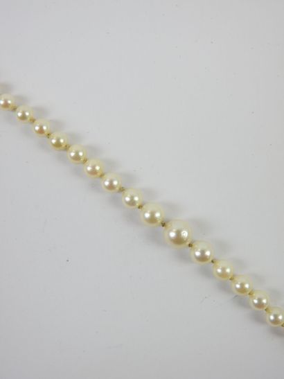 NECKLACE of pearls in fall, clasp in yellow...