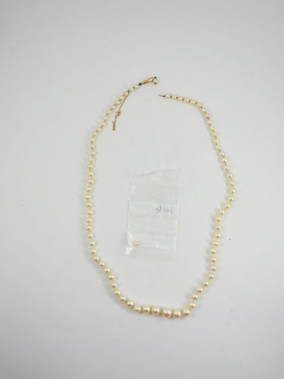 Necklace of pearls of culture in fall, clasp...