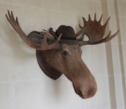 Naturalized elk trophy on wooden escutcheon....