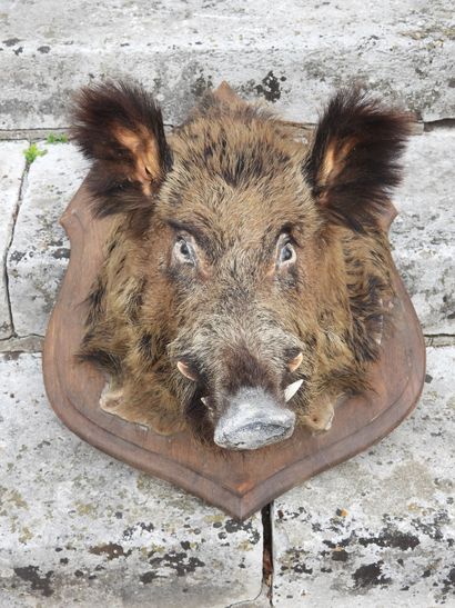 Naturalized boar's head on a wooden escutcheon....