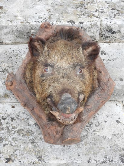 Naturalized boar's head on a wooden escutcheon....