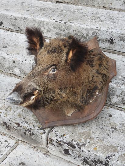 Naturalized boar's head on a wooden escutcheon....