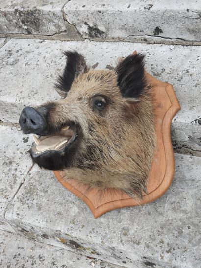Naturalized boar's head on a wooden escutcheon....