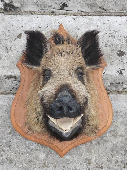 Naturalized boar's head on a wooden escutcheon....