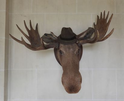 Naturalized elk trophy on wooden escutcheon....