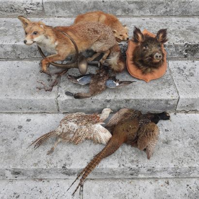 Lot of naturalized hunting trophies including:...