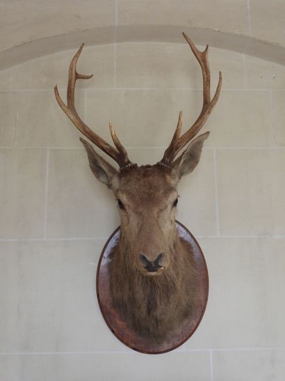 Trophy of deer 9 horns naturalized on wood...