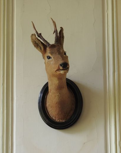 Meeting of two hunting trophies, deer and...