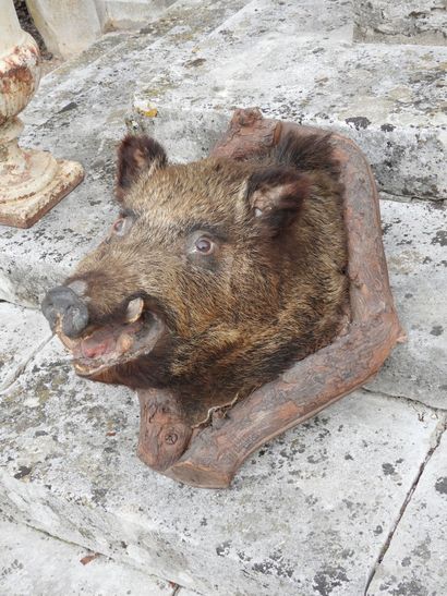 Naturalized boar's head on a wooden escutcheon....