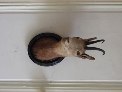 Meeting of two hunting trophies, deer and...