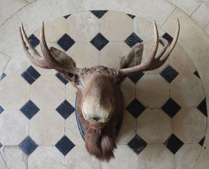 Naturalized elk trophy on wooden escutcheon....