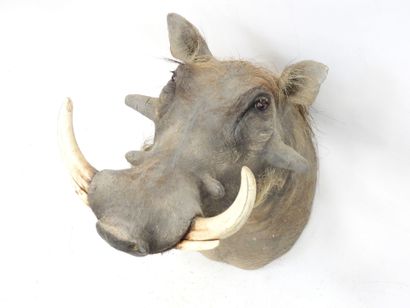 African Warthog (Phacochoerus aethiopicus)...