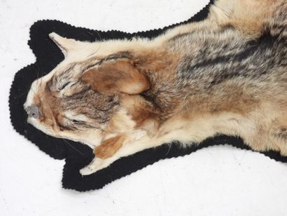 Chabraque (canis mesomelas) (CH). Flat skin....