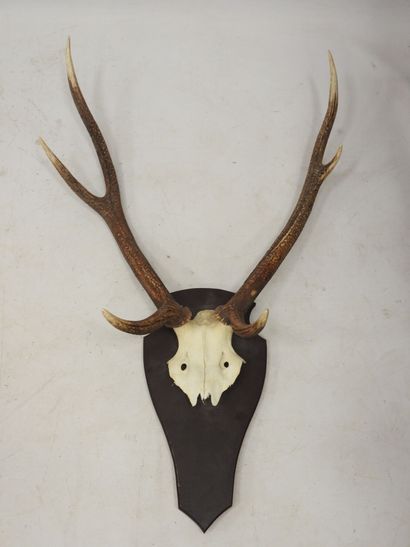 MASSACRE of deer 6 horns. H.: 116 cm