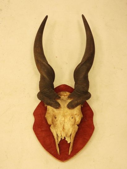 TROPHY of Cape moose on crest. H.: 80 cm