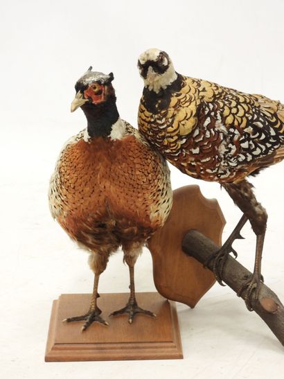 TWO naturalized FAISANS. L.: 87 and 97cm