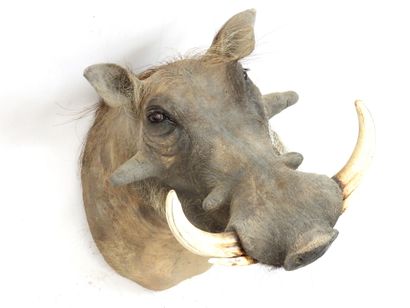 African Warthog (Phacochoerus aethiopicus)...