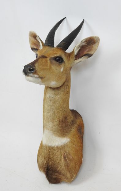 Harnessed GUIB (Tragelaphus scriptus) (CH)...