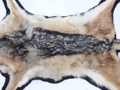 Chabraque (canis mesomelas) (CH). Flat skin....