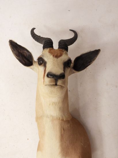 IMPALA in cape. H.: 68 cm
