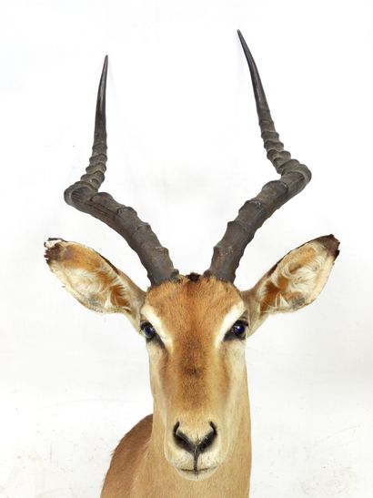 IMPALA (aepyceros melampus) (CH): Head in...