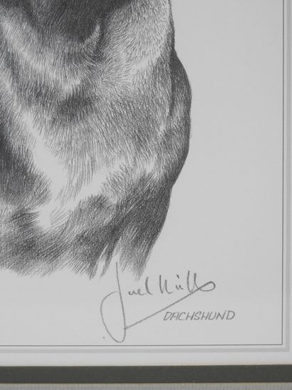 20th century ANIMAL school : Dachshund. Print...