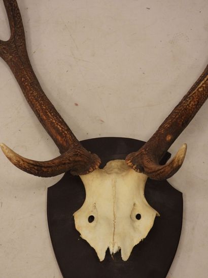 MASSACRE of deer 6 horns. H.: 116 cm